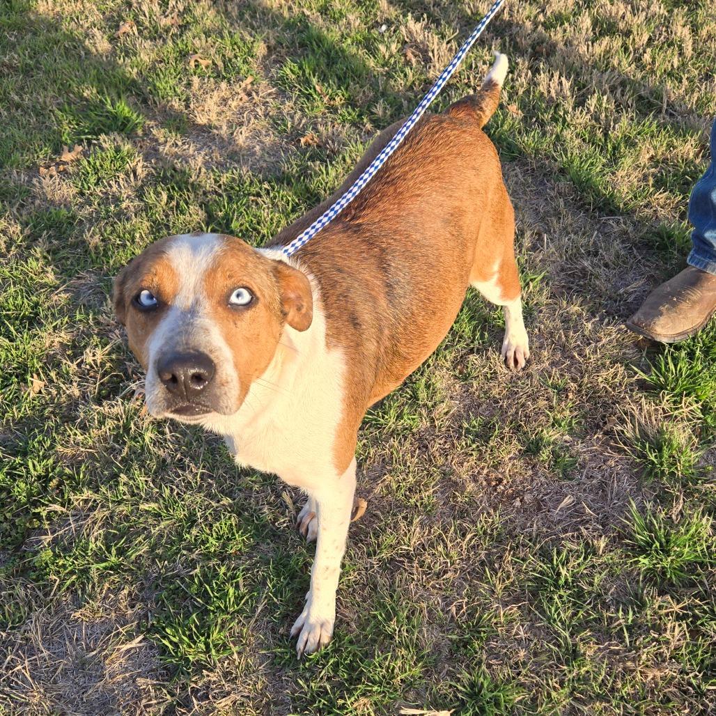 Enlarge Cecelia, a ADOPTABLE mixed breed in Graham, TX image 5/5