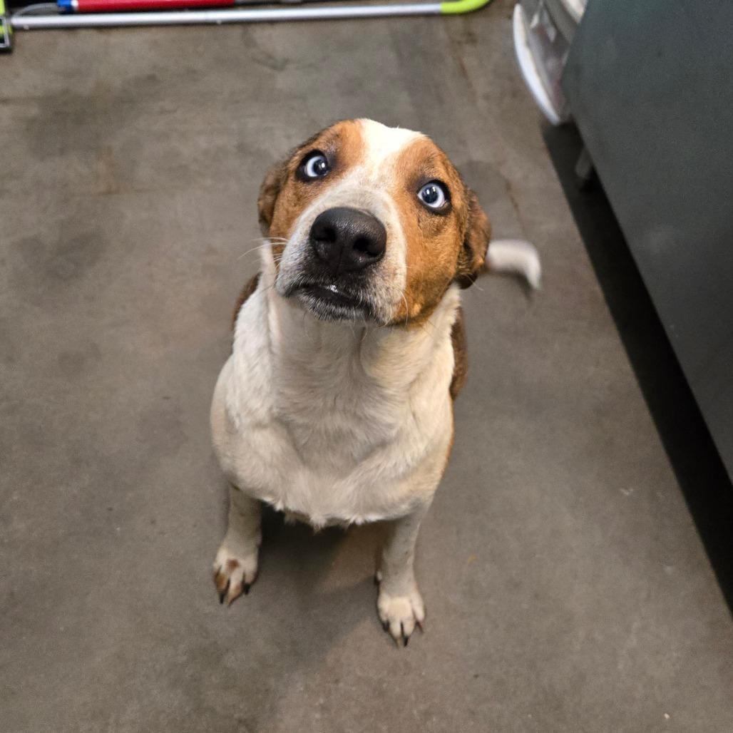 Enlarge Cecelia, a ADOPTABLE mixed breed in Graham, TX image 4/5