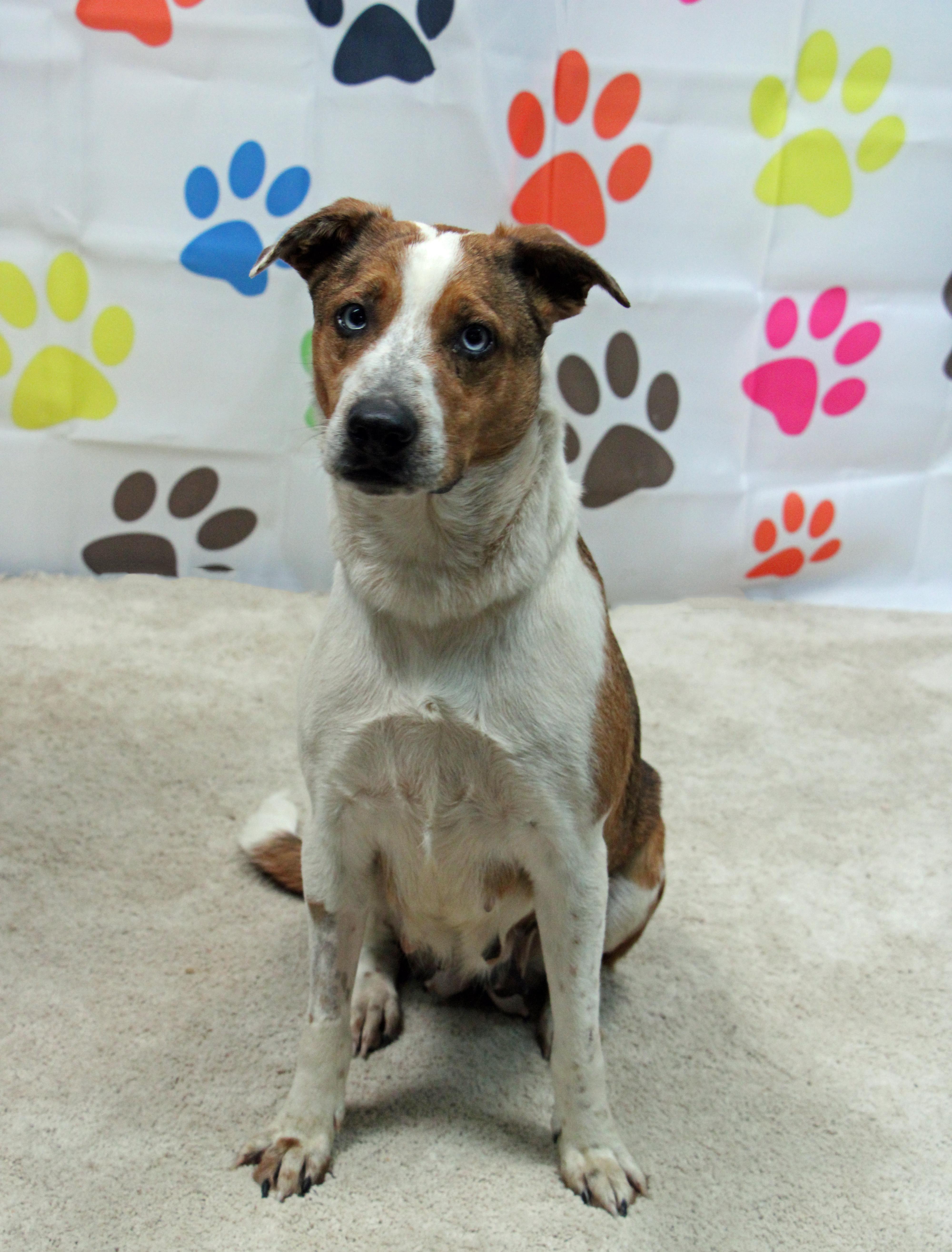 Enlarge Cecelia, a ADOPTABLE mixed breed in Graham, TX image 2/5