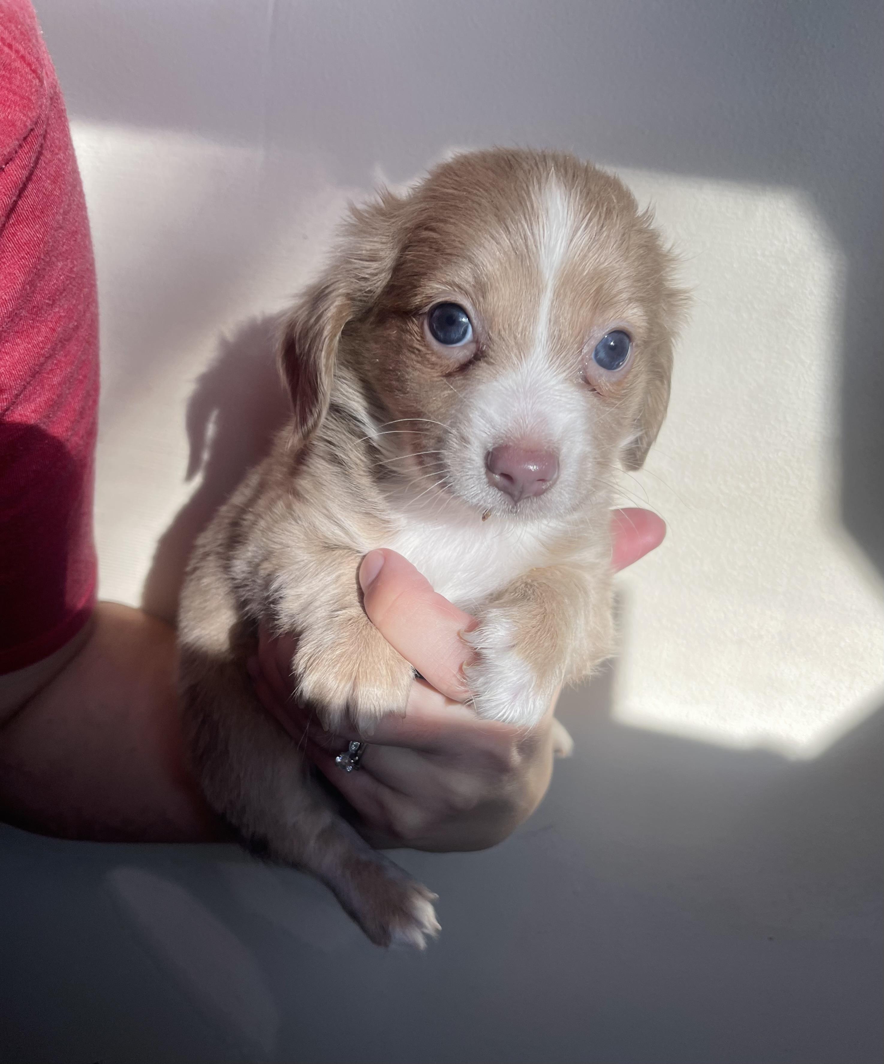 Princeton, Adoptable, Puppy Male Dachshund (Miniature Long Haired) & Dachshund.