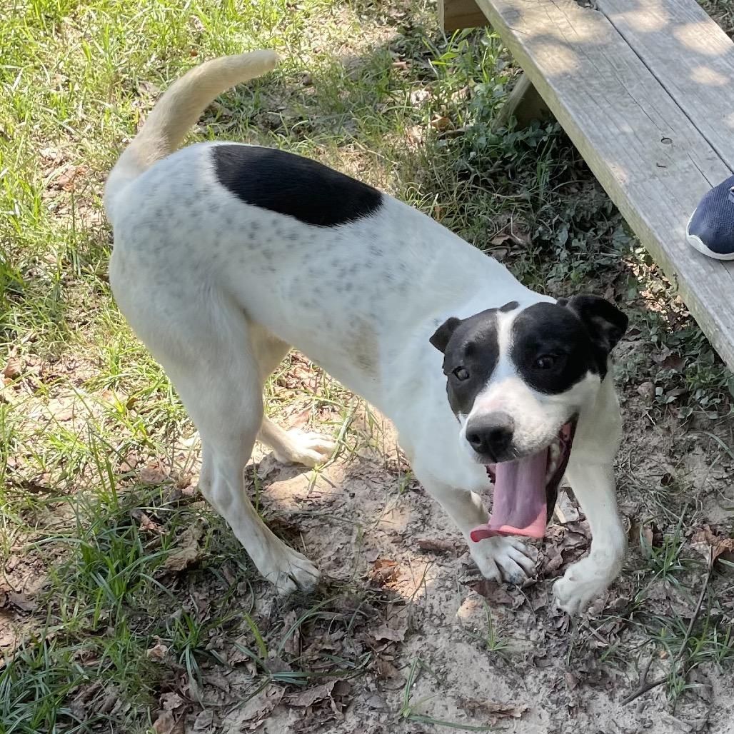 Spot, Adoptable, Young Female Retriever & Hound.
