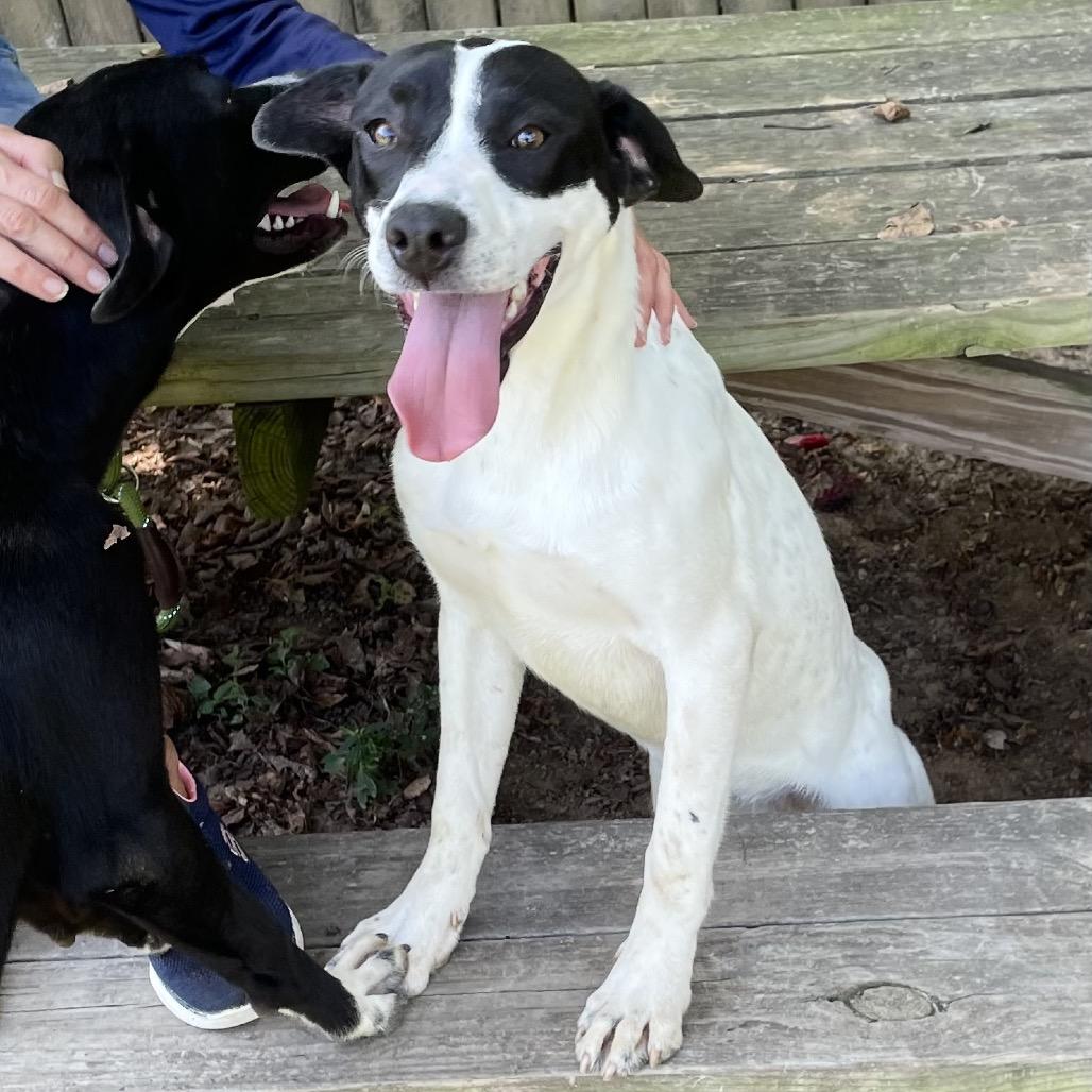 Spot, Adoptable, Young Female Retriever & Hound.