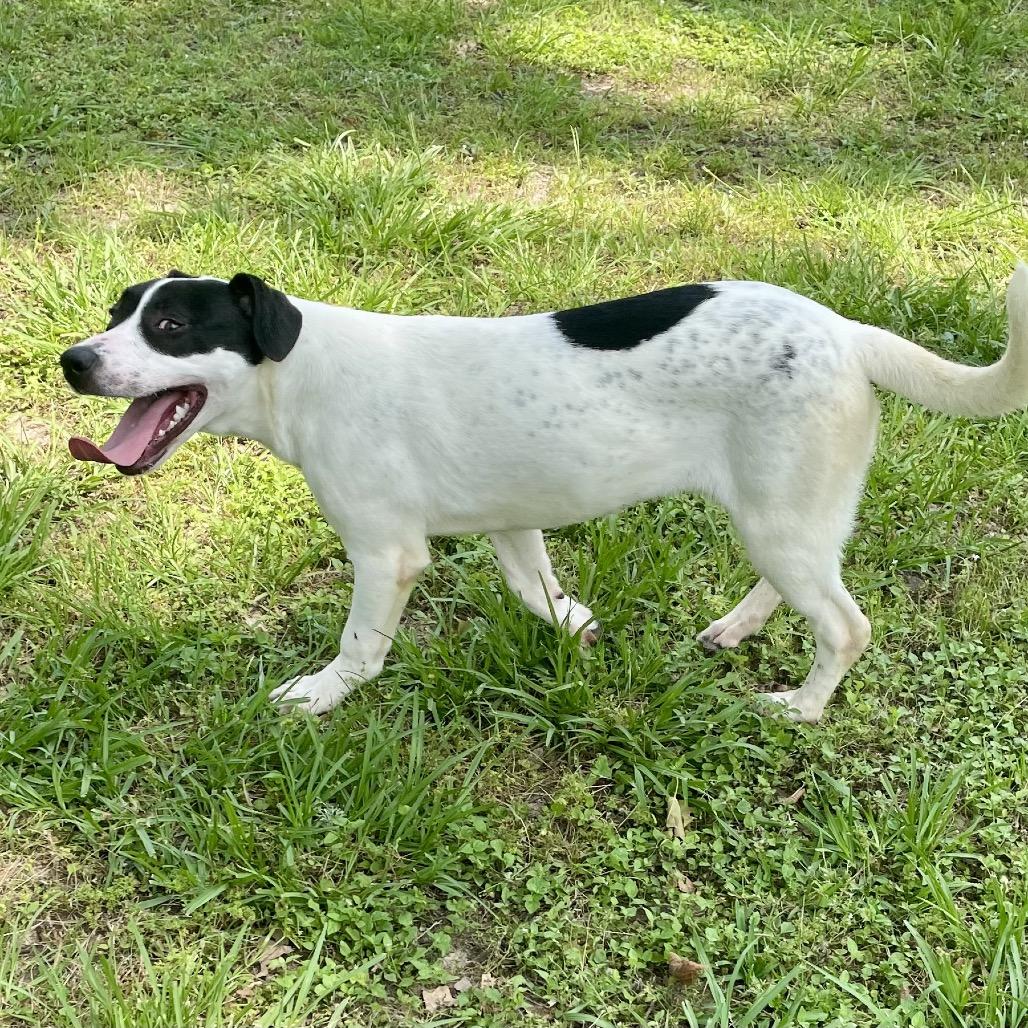Enlarge Spot, a Adoptable mixed breed in Livingston, TX image 2/6