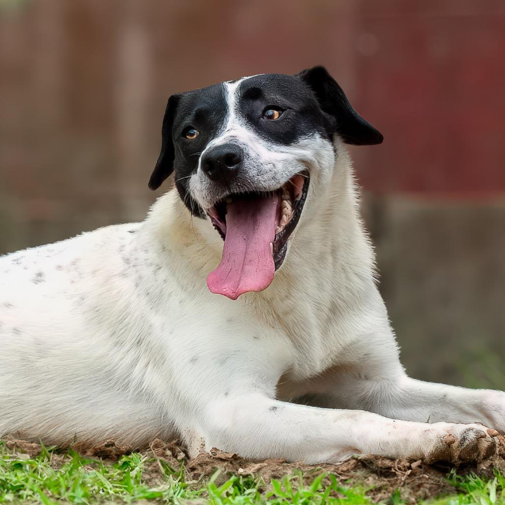 Enlarge Spot, a Adoptable mixed breed in Livingston, TX image 2/6