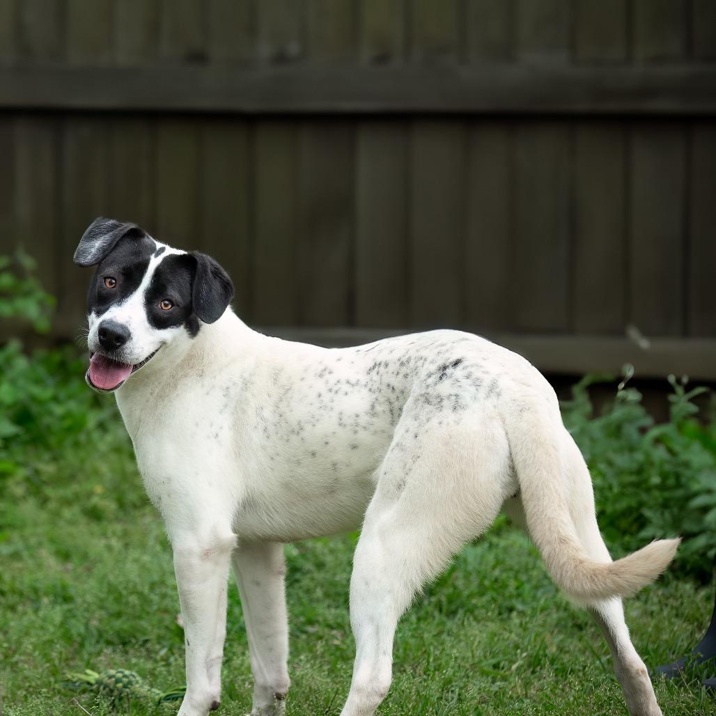 Enlarge Spot, a Adoptable mixed breed in Livingston, TX image 3/6