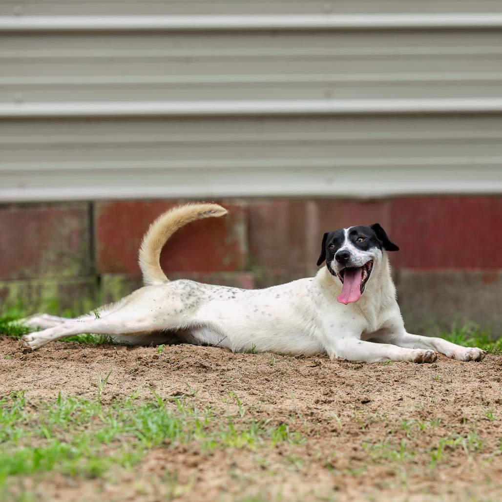 Enlarge Spot, a Adoptable mixed breed in Livingston, TX image 4/6