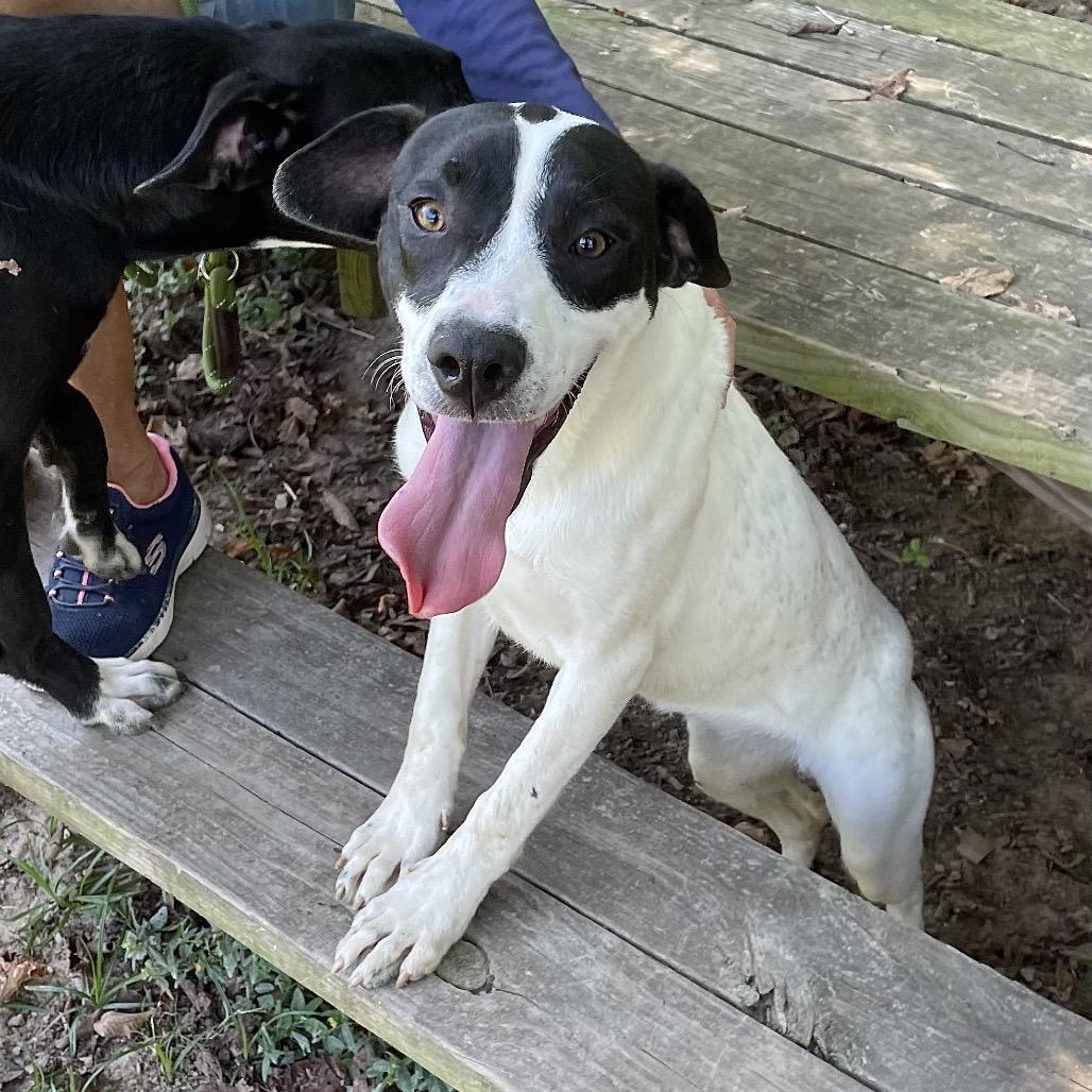 Enlarge Spot, a Adoptable mixed breed in Livingston, TX image 3/6