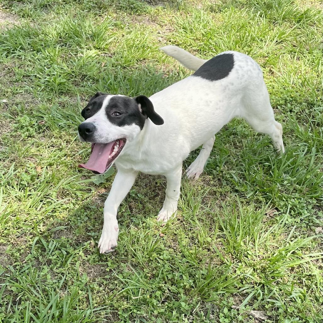Enlarge Spot, a Adoptable mixed breed in Livingston, TX image 4/6