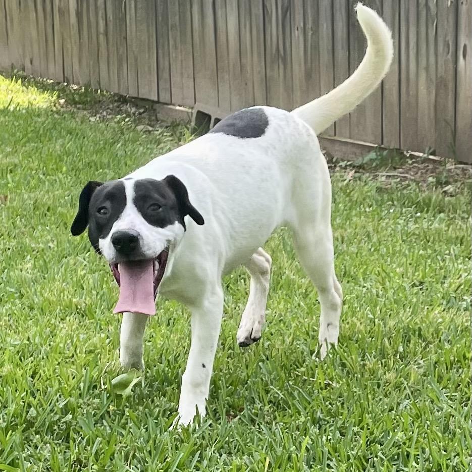 Enlarge Spot, a Adoptable mixed breed in Livingston, TX image 5/6