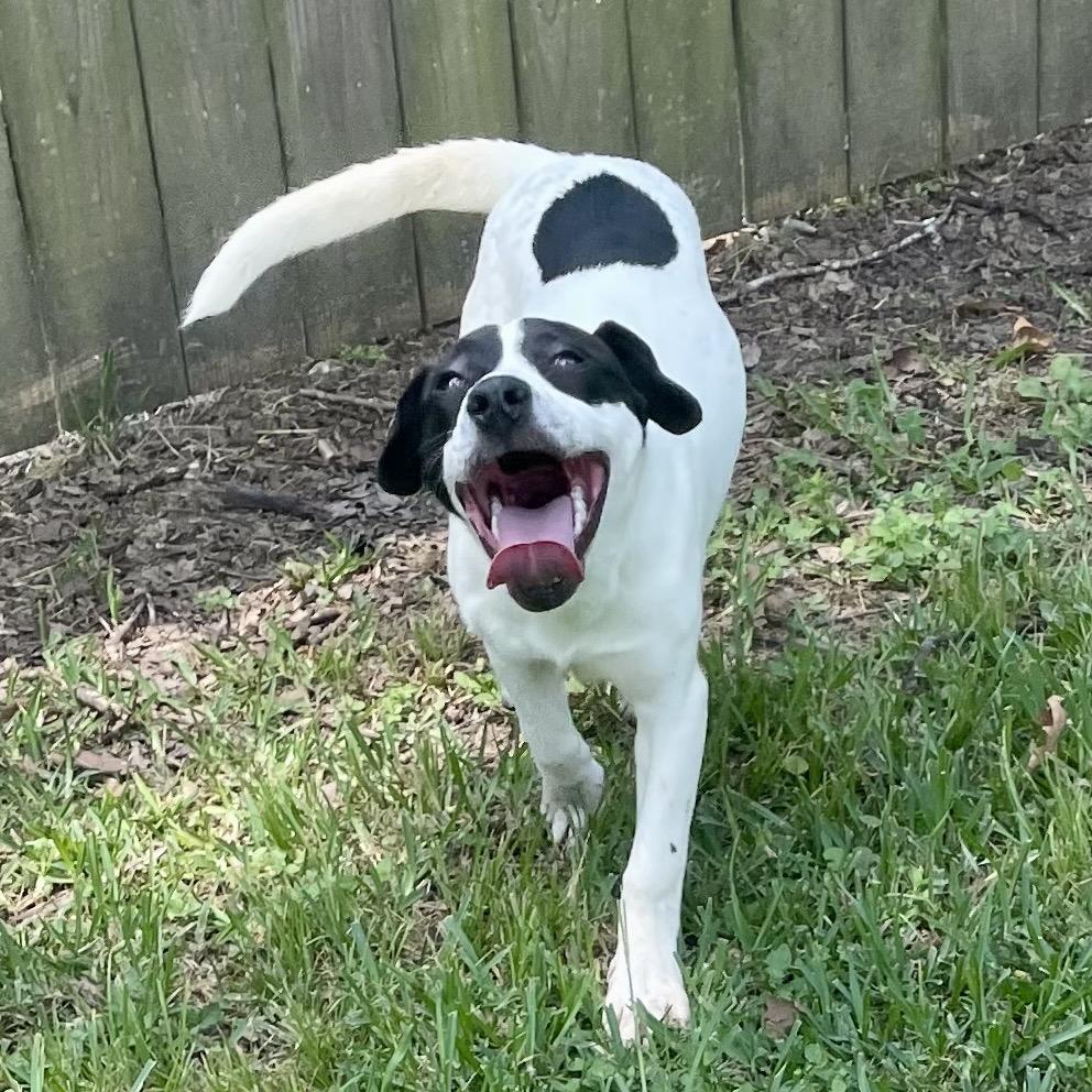 Enlarge Spot, a Adoptable mixed breed in Livingston, TX image 6/6