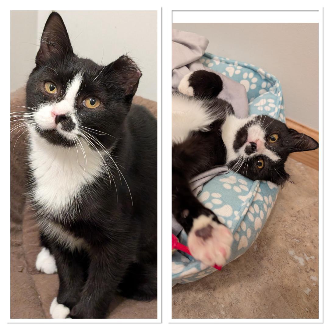 Pixel, Adoptable, Young Female Domestic Short Hair.