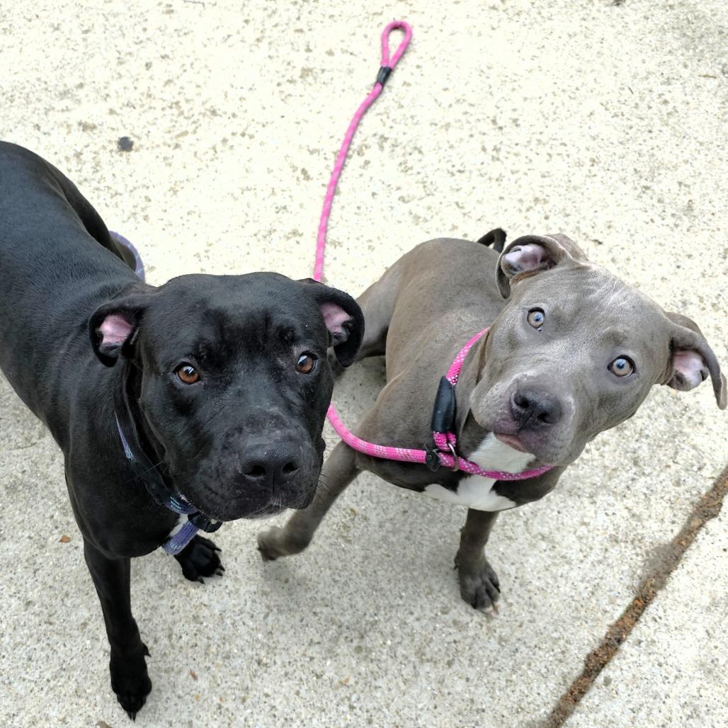 Enlarge Louise, a Adoptable Pit Bull Terrier in Michigan City, IN image 1/6