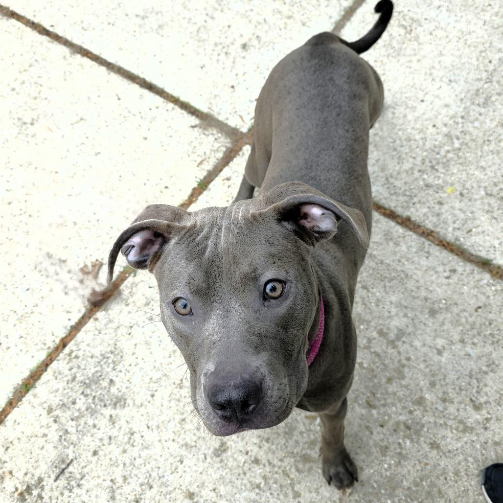 Enlarge Louise, a Adoptable Pit Bull Terrier in Michigan City, IN image 2/6