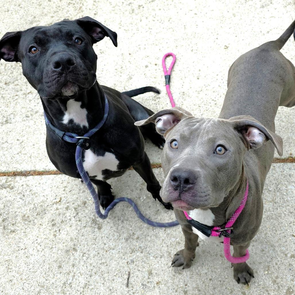 Enlarge Louise, a Adoptable Pit Bull Terrier in Michigan City, IN image 3/6