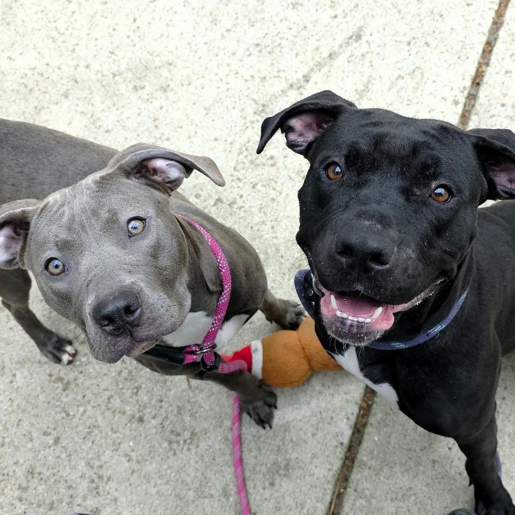 Enlarge Louise, a Adoptable Pit Bull Terrier in Michigan City, IN image 4/6