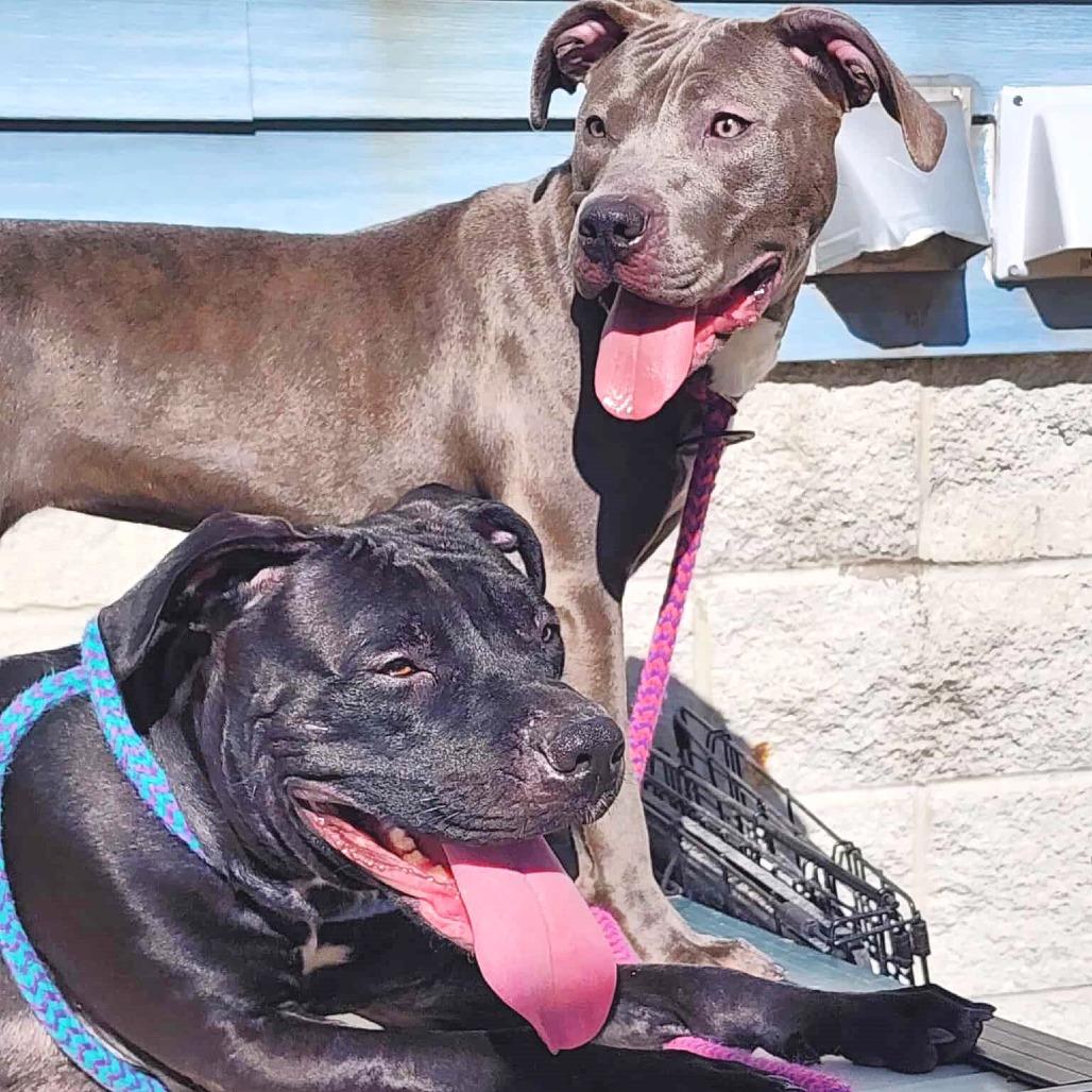 Enlarge Louise, a Adoptable Pit Bull Terrier in Michigan City, IN image 5/6
