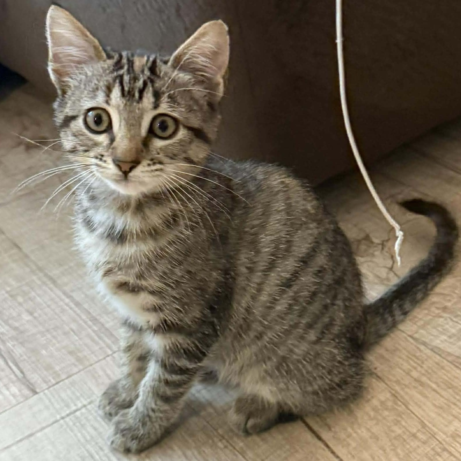 Enlarge Lady, an adopted Domestic Short Hair in San Diego, CA image 2/3