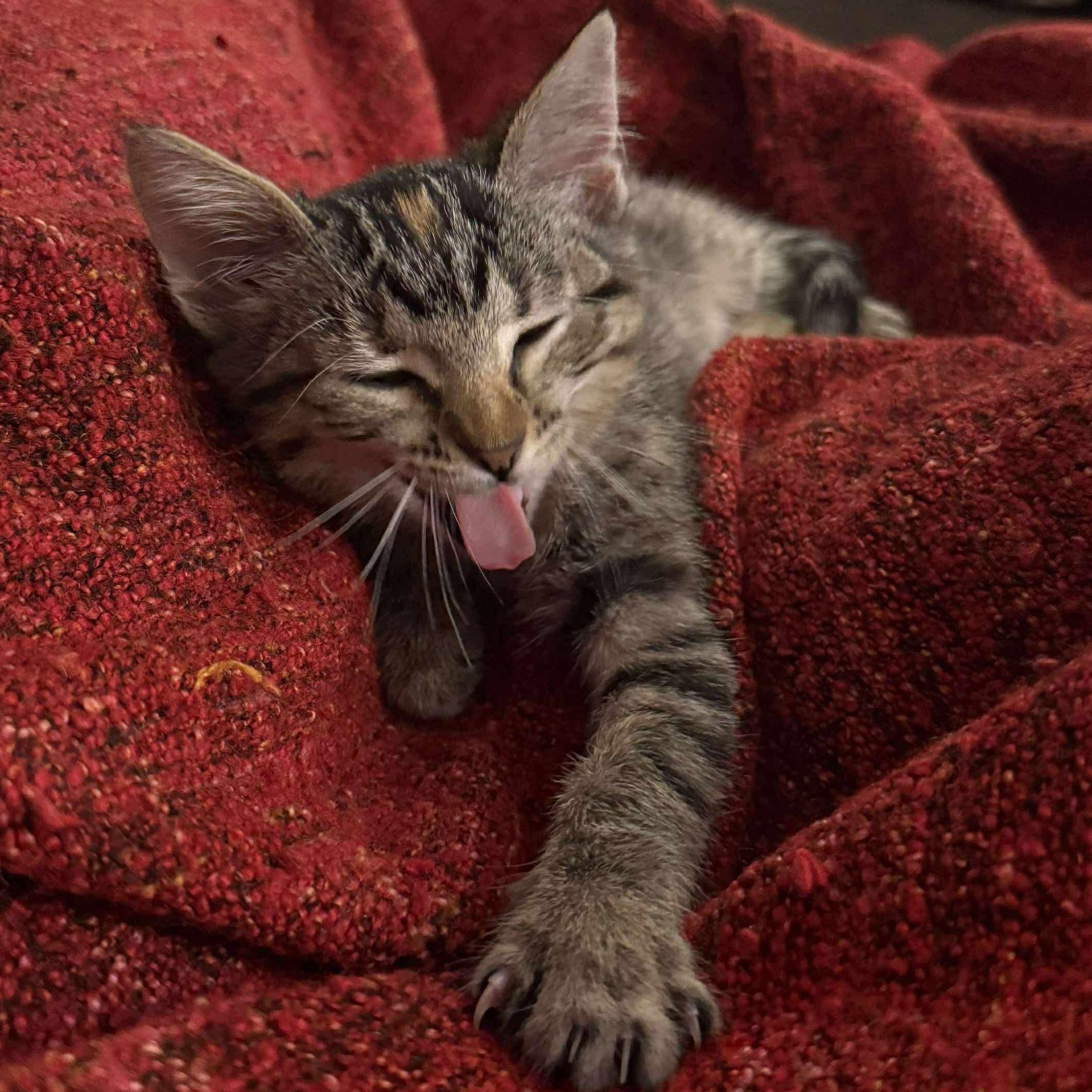 Enlarge Lady, an adopted Domestic Short Hair in San Diego, CA image 3/3