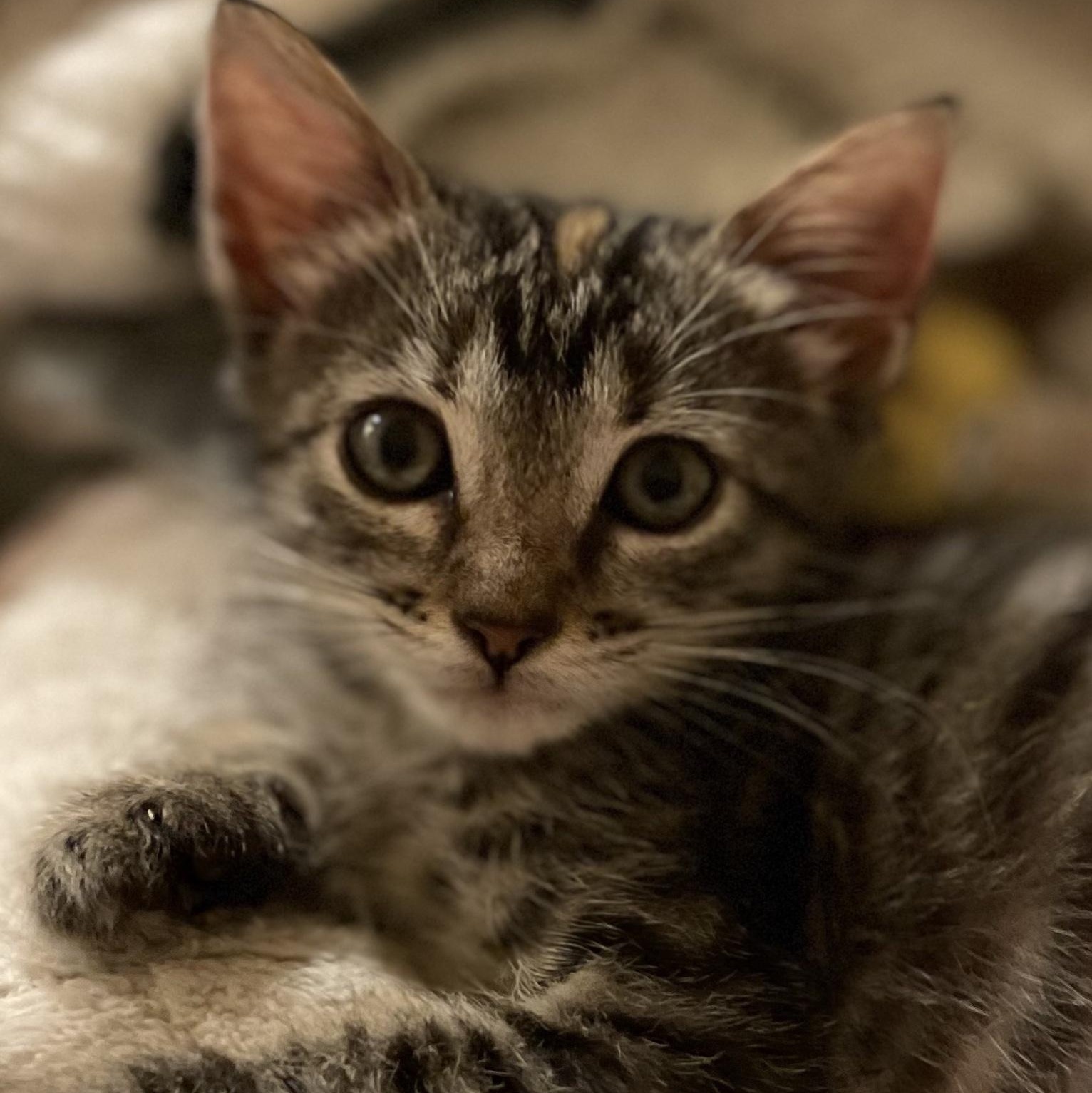 Lady, adopted, Kitten Female Domestic Short Hair.