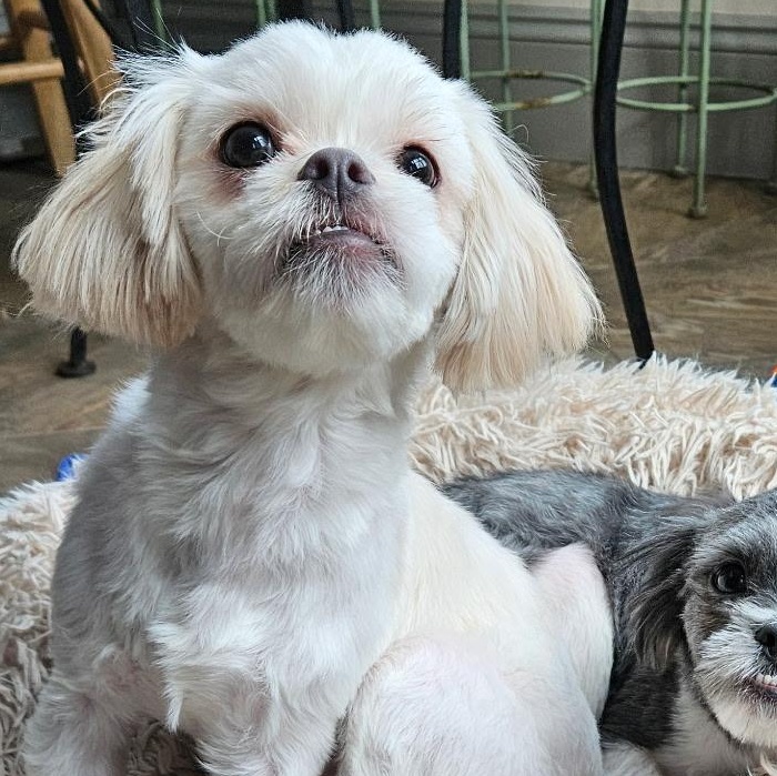Enlarge Bert, a ADOPTABLE Shih Tzu in Burlington, VT image 3/3