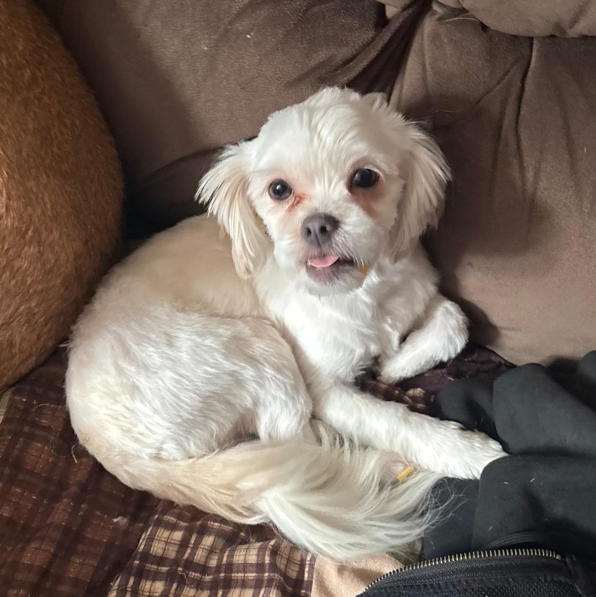 Enlarge Bert, a ADOPTABLE Shih Tzu in Burlington, VT image 1/3