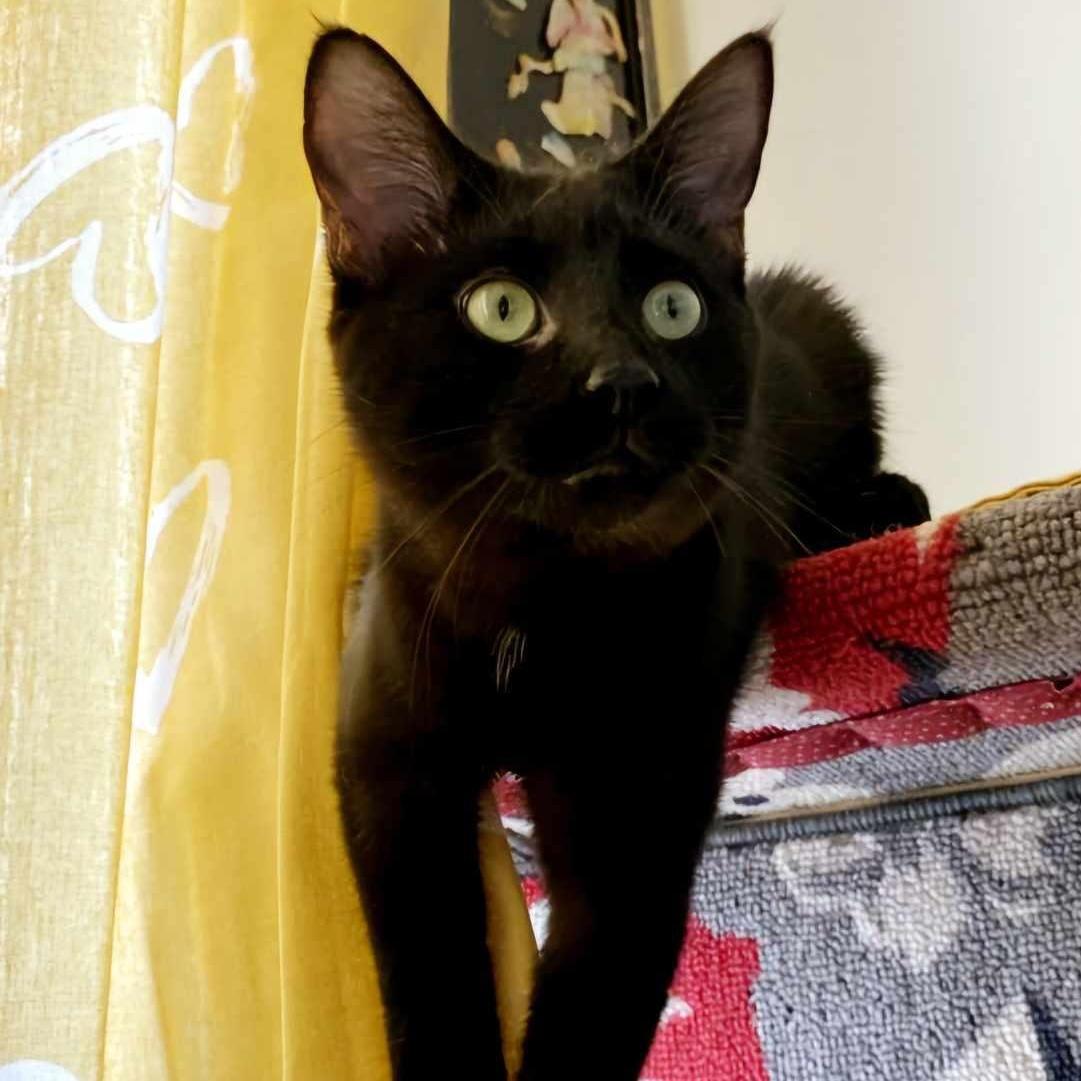 Pussy/Poussinet, Adopted, Young Male Domestic Short Hair.