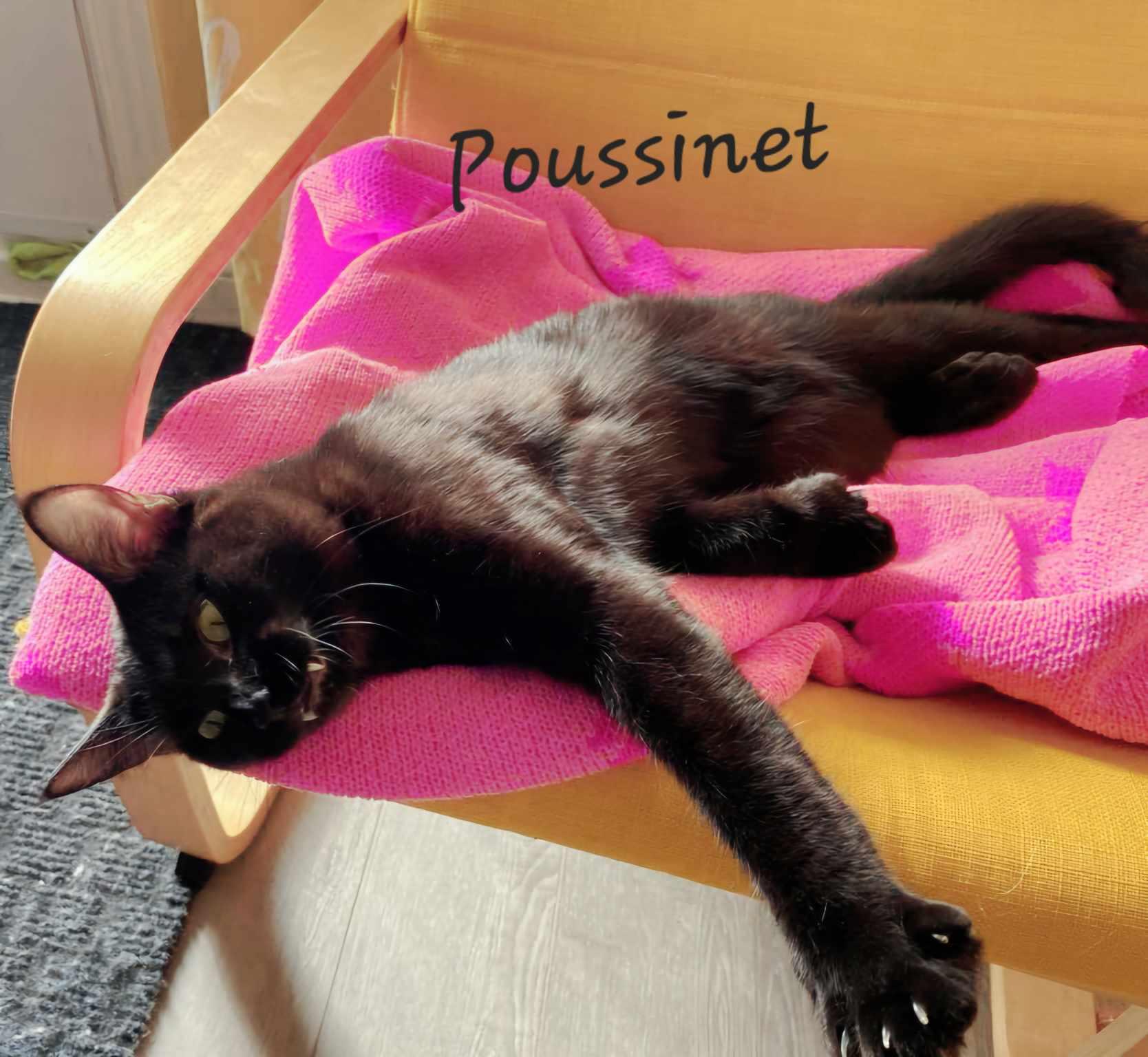 Enlarge Pussy/Poussinet, a Adopted Domestic Short Hair in Montreal, QC image 3/6
