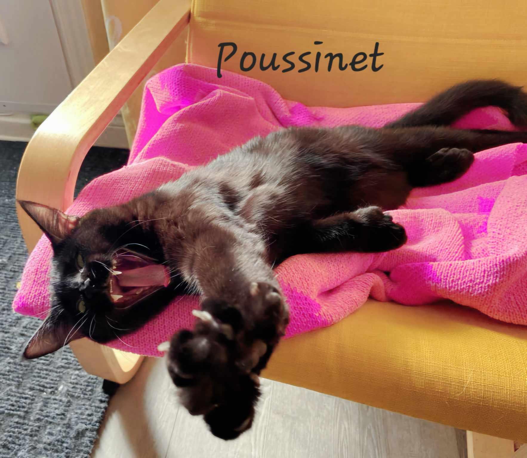 Enlarge Pussy/Poussinet, a Adopted Domestic Short Hair in Montreal, QC image 6/6