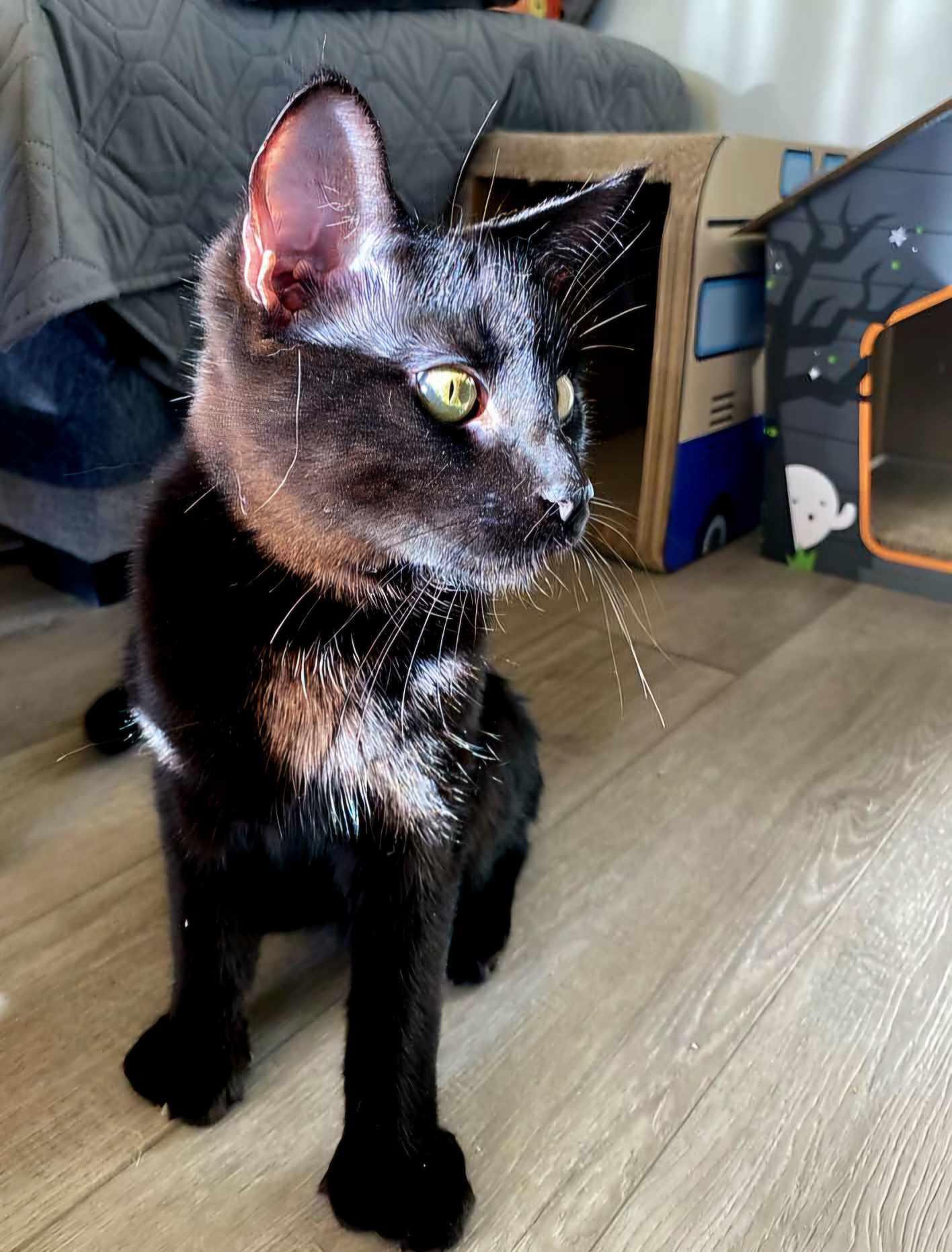 Enlarge Pussy/Poussinet, a Adopted Domestic Short Hair in Montreal, QC image 5/6