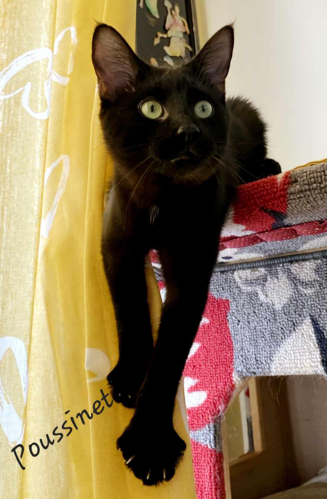 Enlarge Pussy/Poussinet, a Adopted Domestic Short Hair in Montreal, QC image 4/6