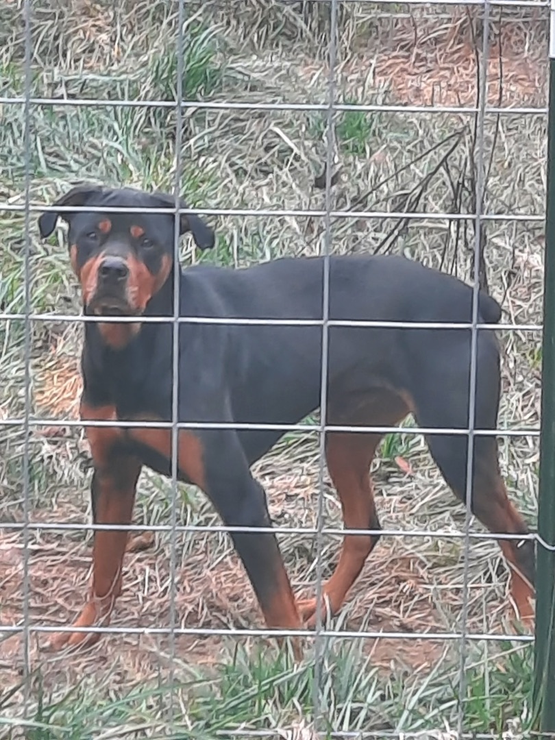 Rocky, Adopted, Adult Male Rottweiler.