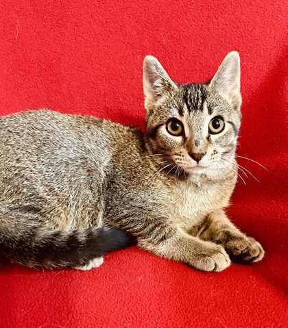 Evren, Adoptable, Young Male Domestic Short Hair.