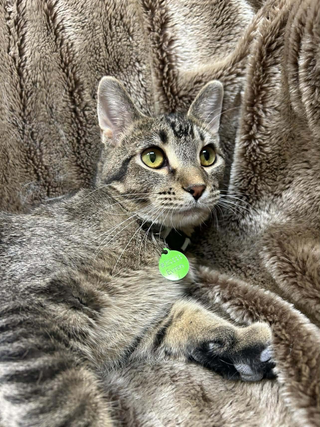 Evren, adoptable, Kitten Male Domestic Short Hair.