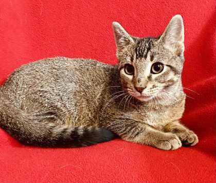 Evren, a Adoptable Domestic Short Hair in Alexandria, MN image 2/3