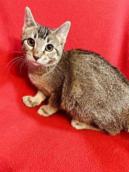 Evren, a Adoptable Domestic Short Hair in Alexandria, MN image 3/3