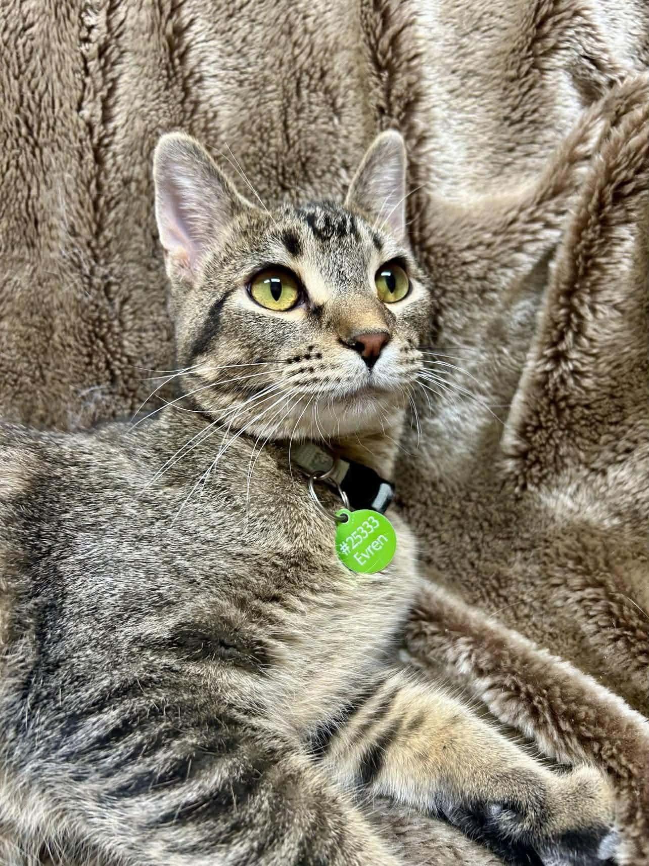 Enlarge Evren, an adopted Domestic Short Hair in Alexandria, MN image 2/2