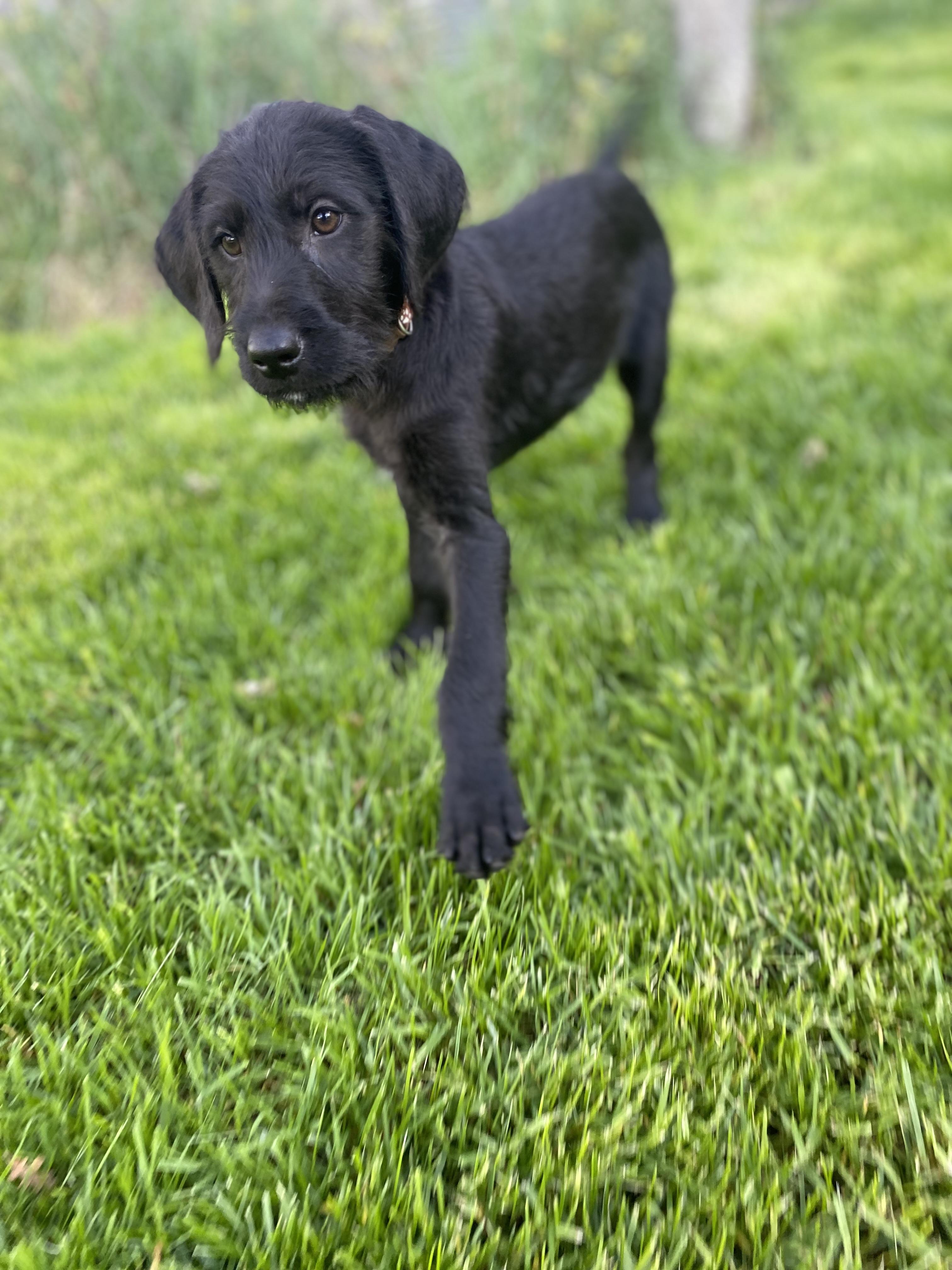 Stephan, Adoptable, Puppy Male Mixed Breed.