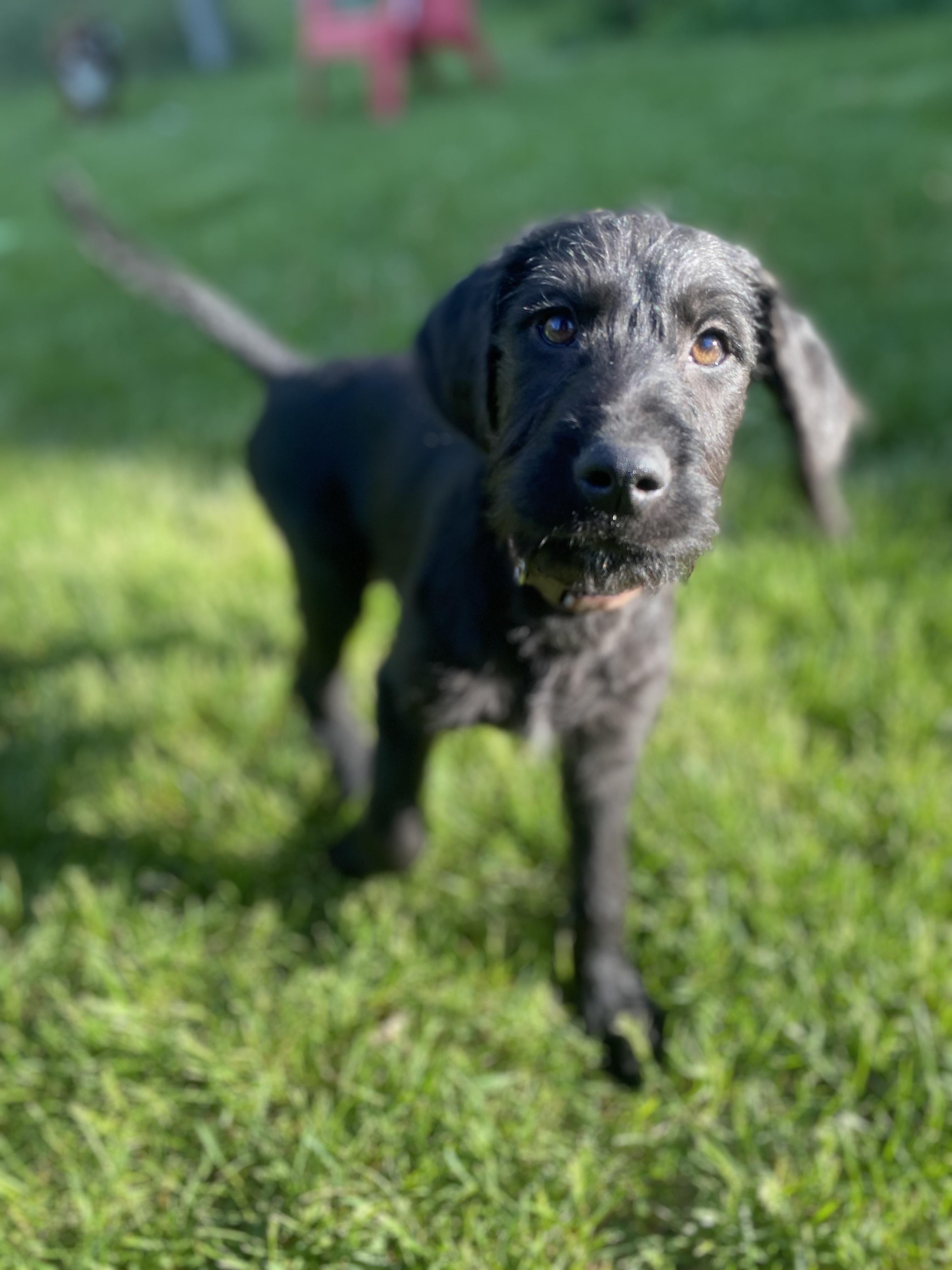 Enlarge Stephan, a Adoptable Mixed Breed in Fruit Heights, UT image 2/6