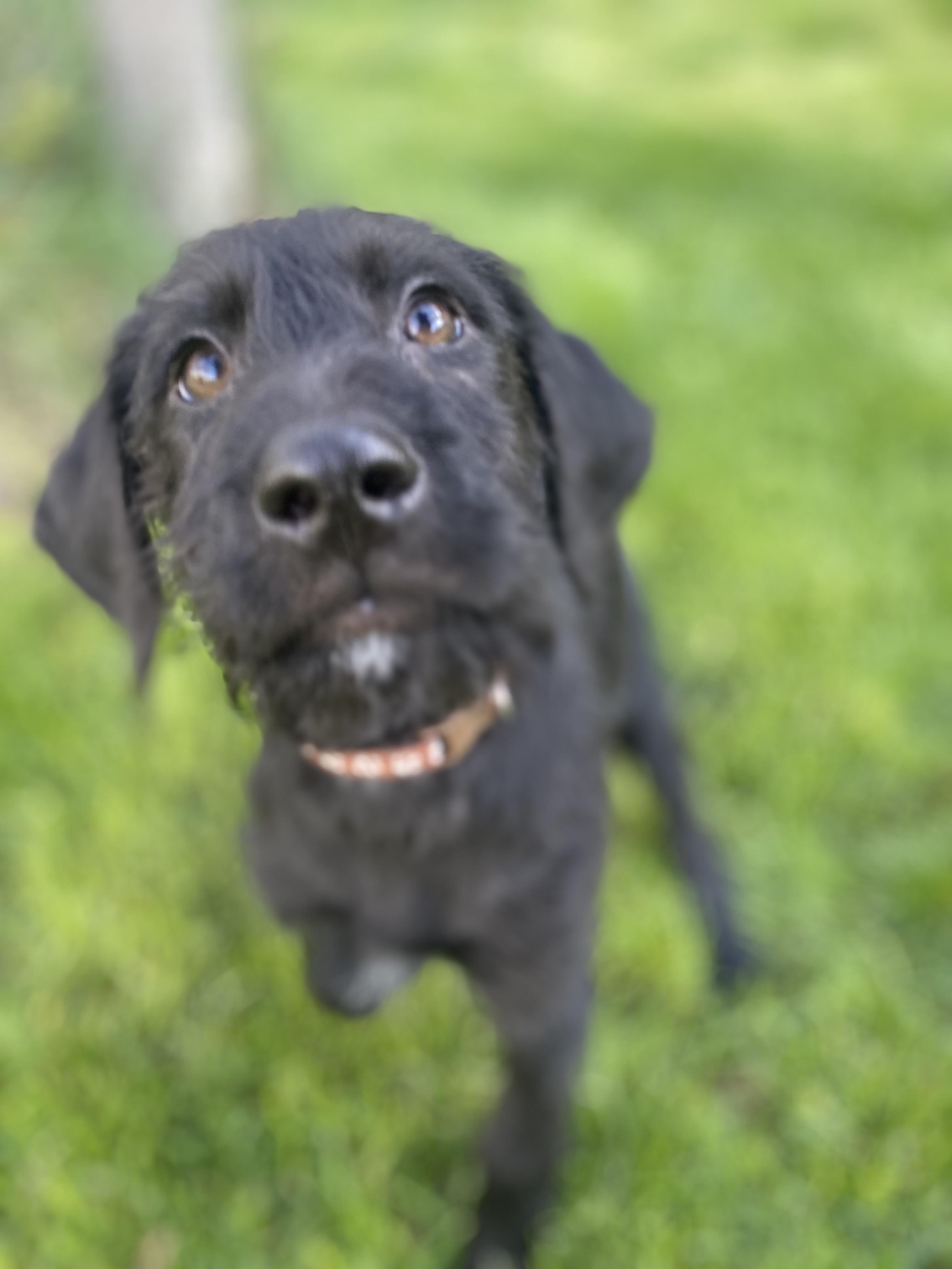 Enlarge Stephan, a Adoptable Mixed Breed in Fruit Heights, UT image 3/6