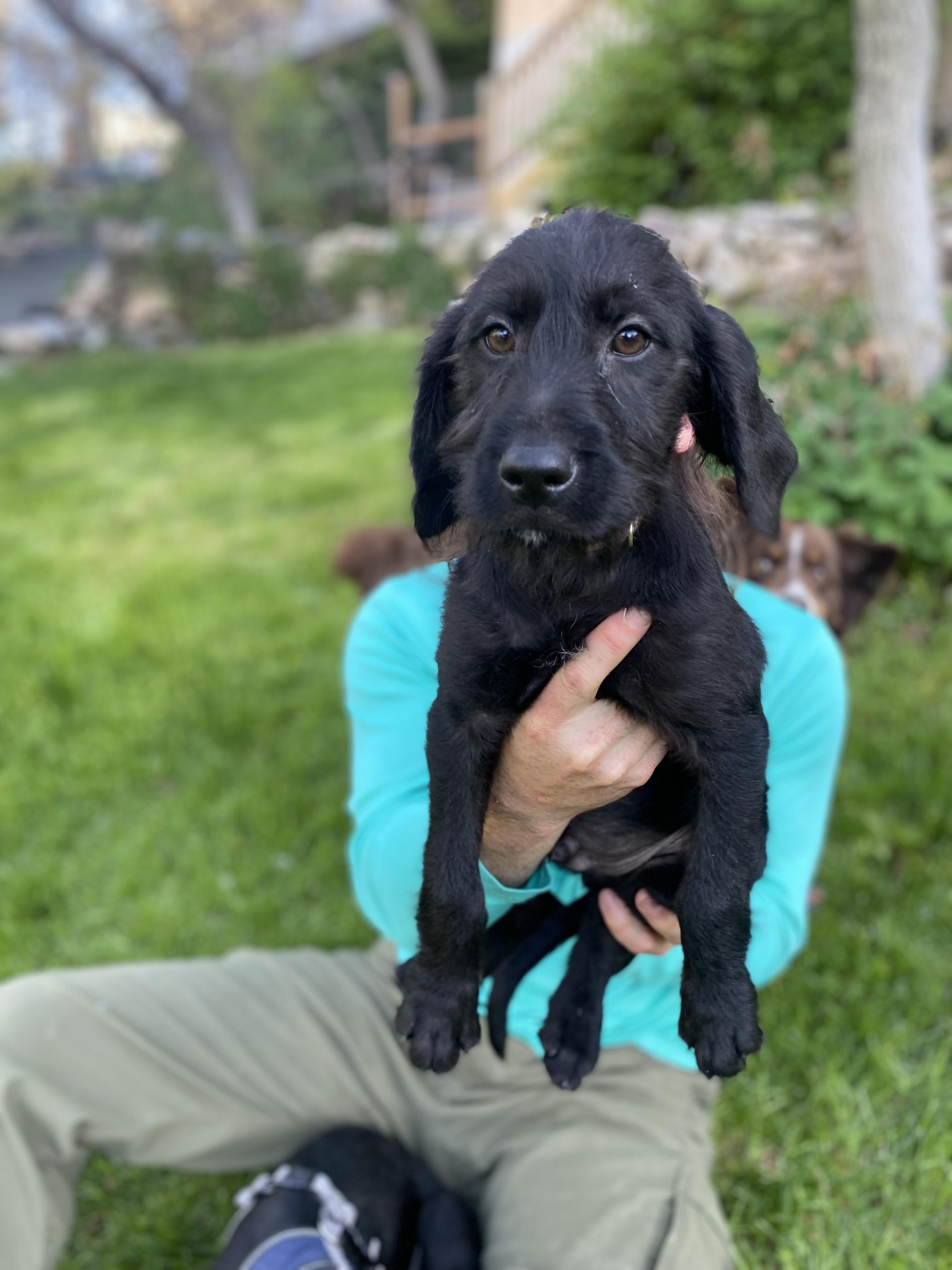Enlarge Stephan, a Adoptable Mixed Breed in Fruit Heights, UT image 4/6