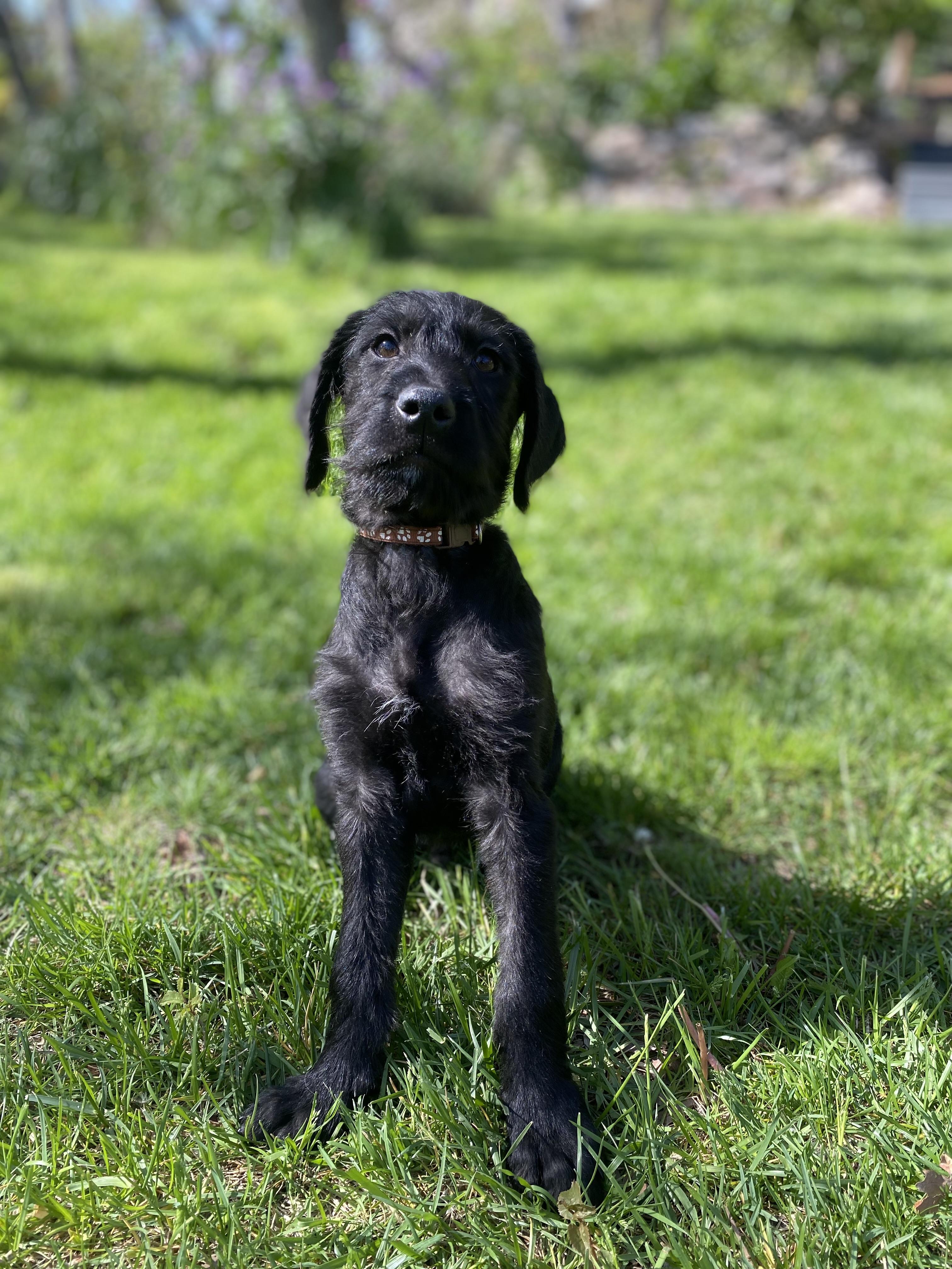 Enlarge Stephan, a Adoptable Mixed Breed in Fruit Heights, UT image 6/6