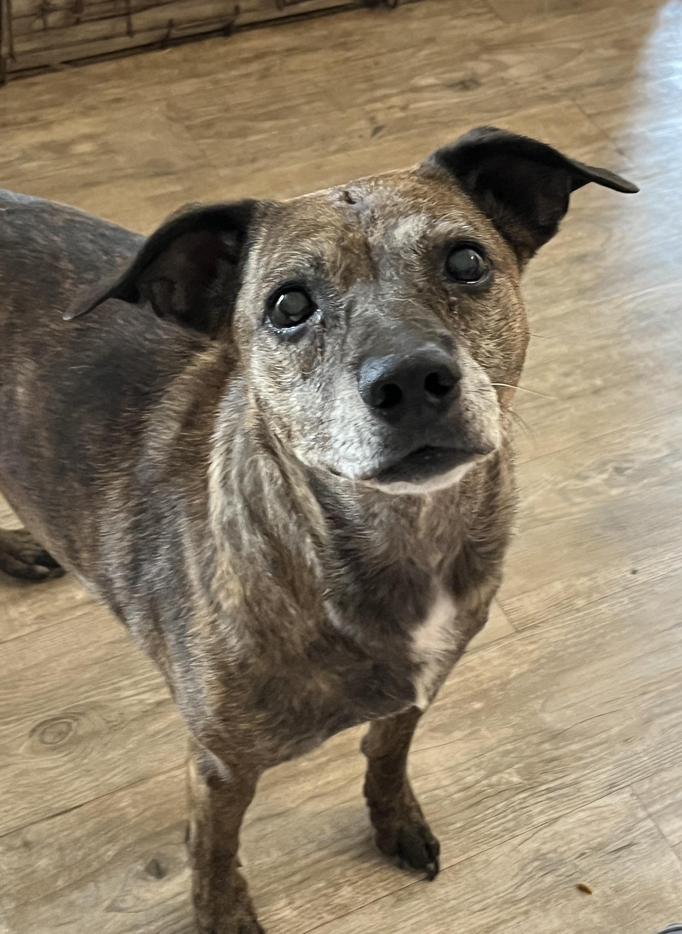 Sophia, a Adoptable mixed breed in Moscow, PA image 2/5