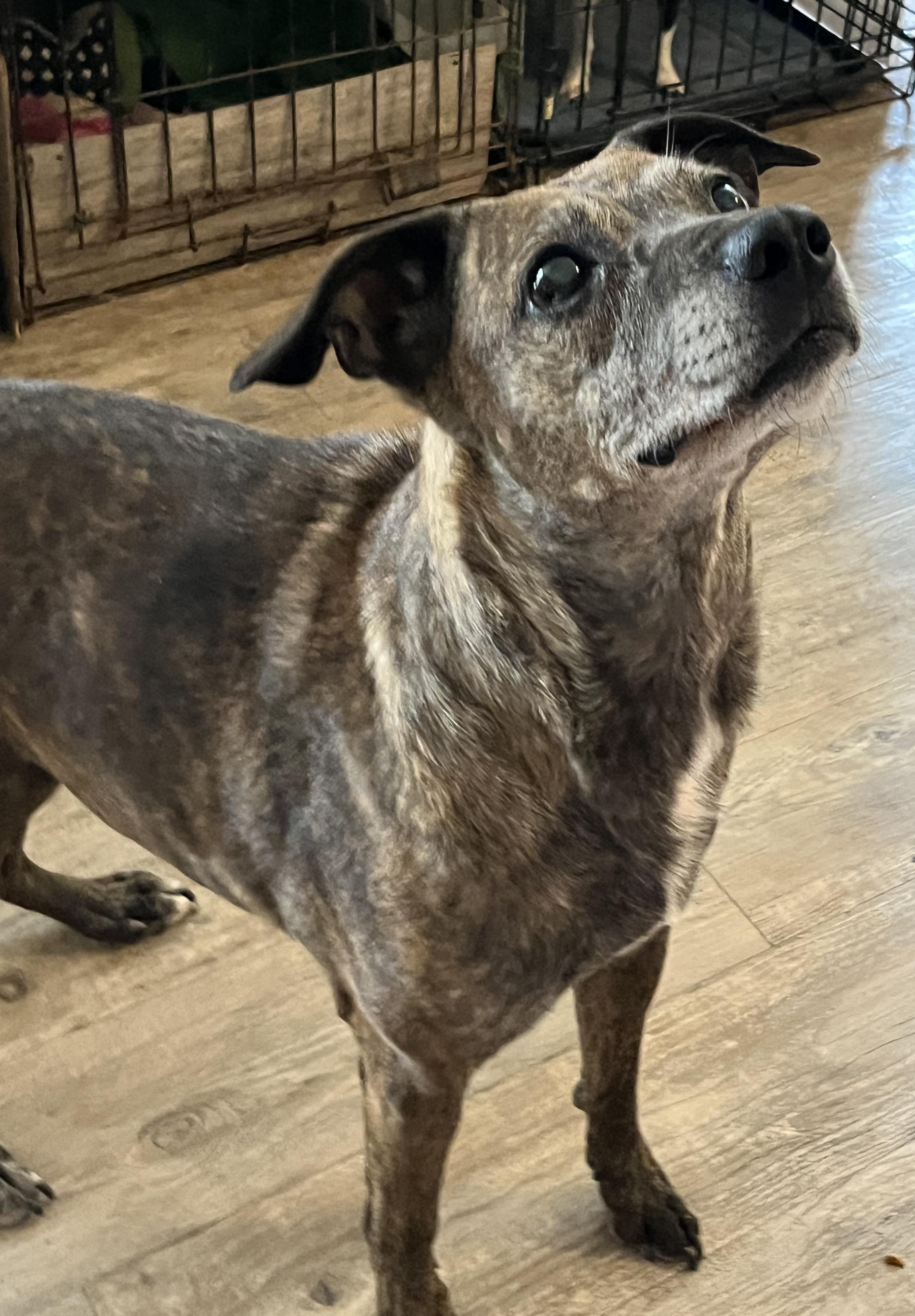 Sophia, a Adoptable mixed breed in Moscow, PA image 3/5