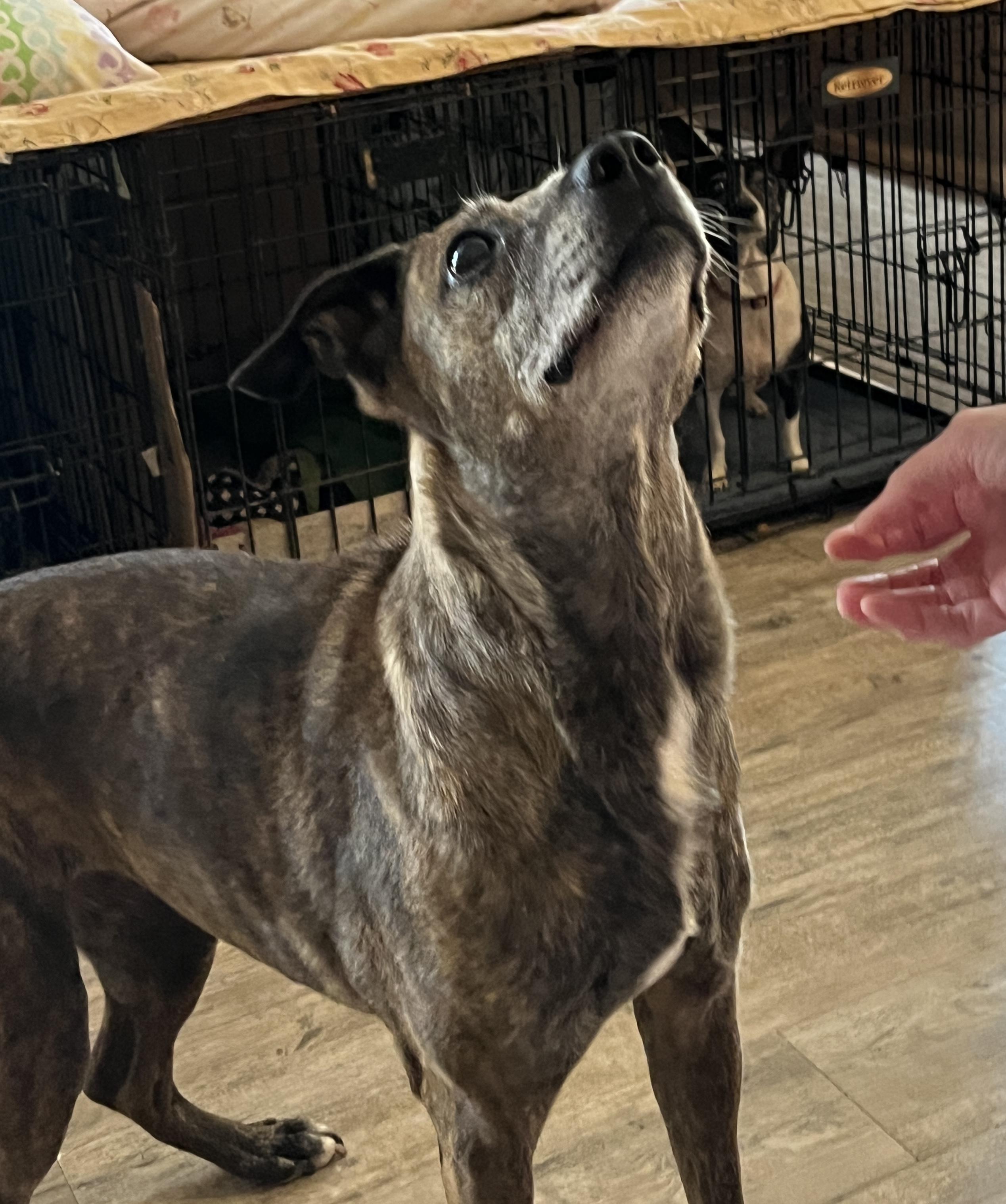 Sophia, a Adoptable mixed breed in Moscow, PA image 4/5