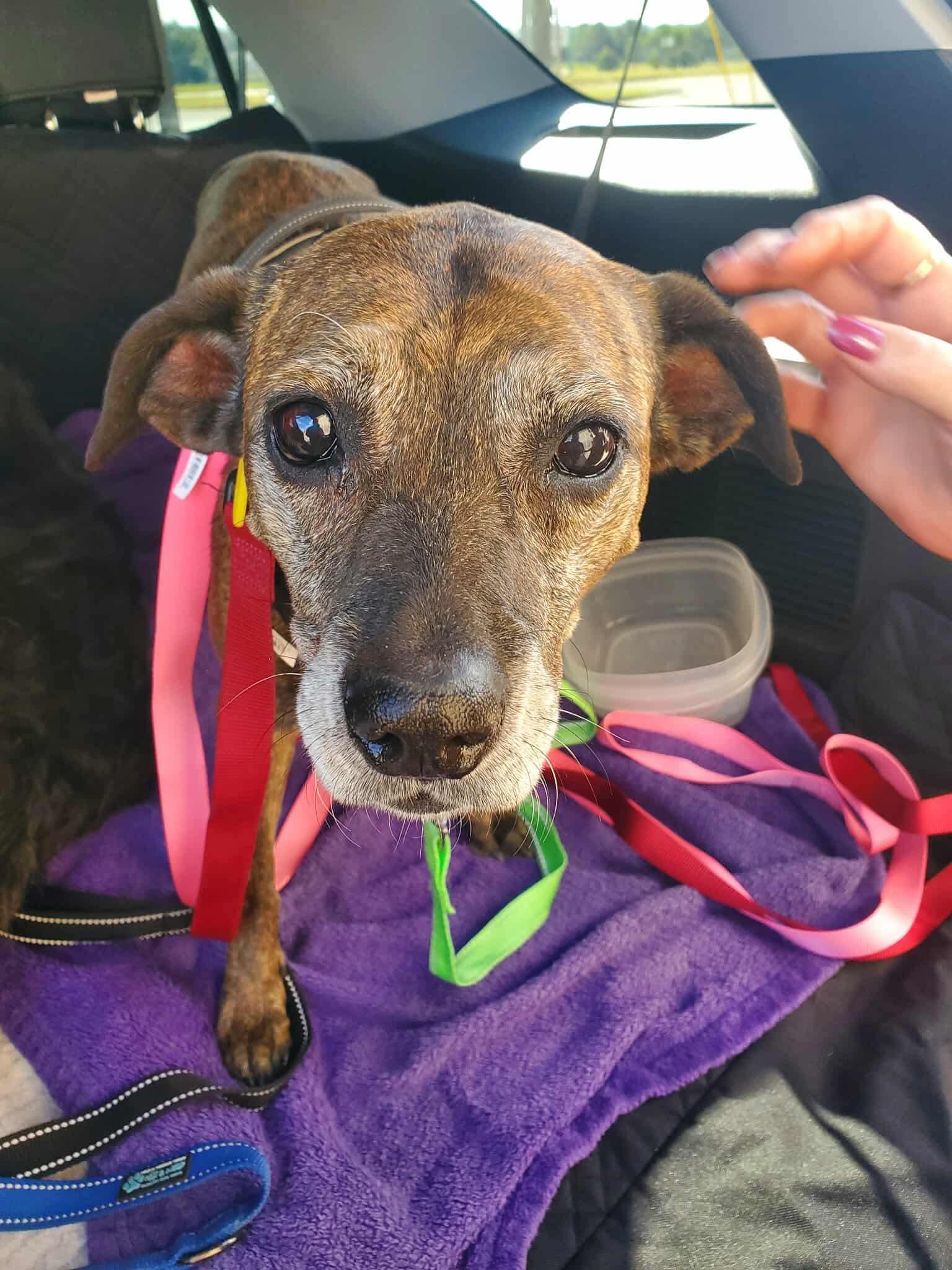 Sophia, a Adoptable mixed breed in Moscow, PA image 1/5