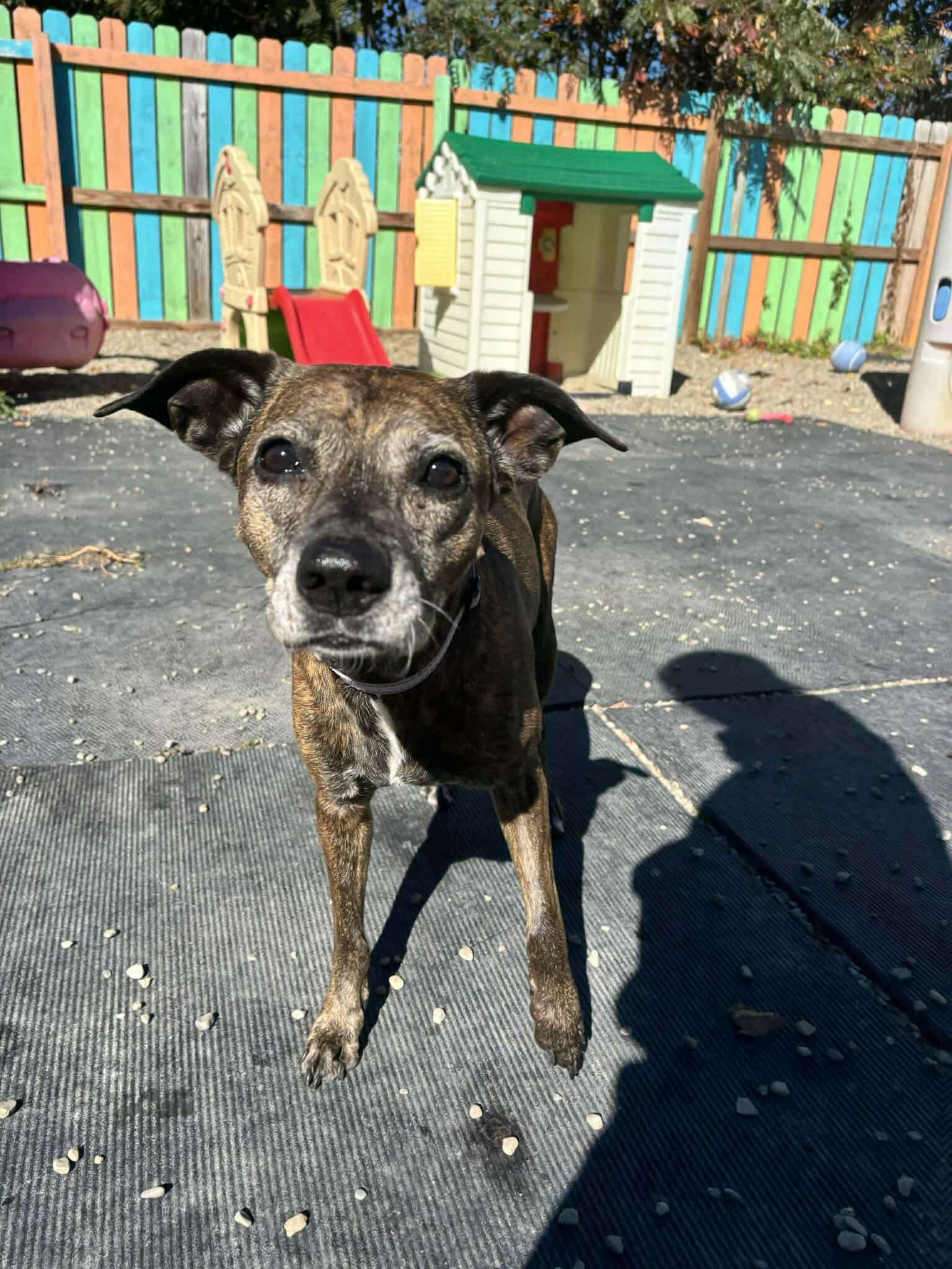 Sophia, a Adoptable mixed breed in Moscow, PA image 5/5