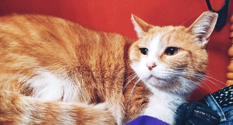 Enlarge Monterey, a Adoptable Domestic Short Hair in Adrian, MI image 1/3