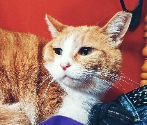 Enlarge Monterey, a Adoptable Domestic Short Hair in Adrian, MI image 2/3