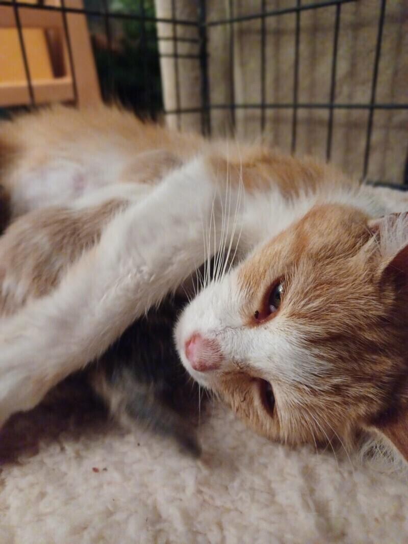 Enlarge Monterey, a Adoptable Domestic Short Hair in Adrian, MI image 3/3