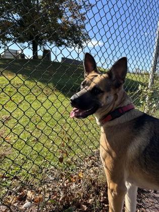 Lola, Adoptable, Young Female Shepherd & Mixed Breed.